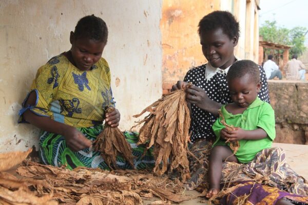 Naiset työssä Malawissa. 