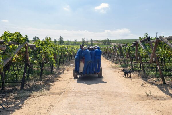 Eteläafrikkalaisia viinitilan työntekijöitä kuorma-autossa