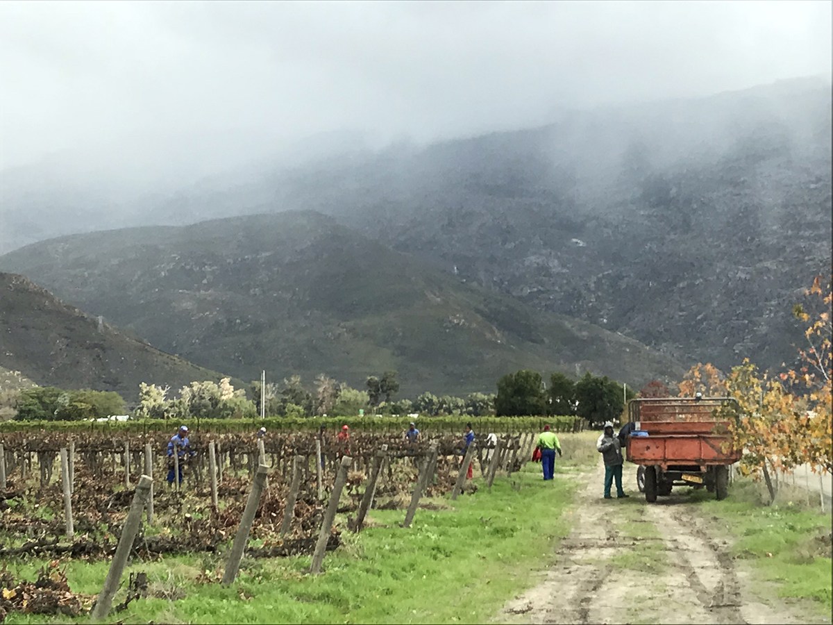 Viininviljelyä Etelä-Afrikassa